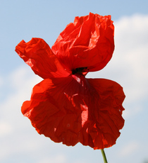 Klatschmohn-113.jpg